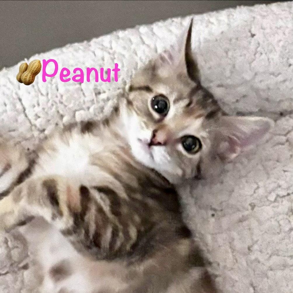 Enlarge Peanut, a Adoptable Domestic Short Hair in Reston, VA image 3/3