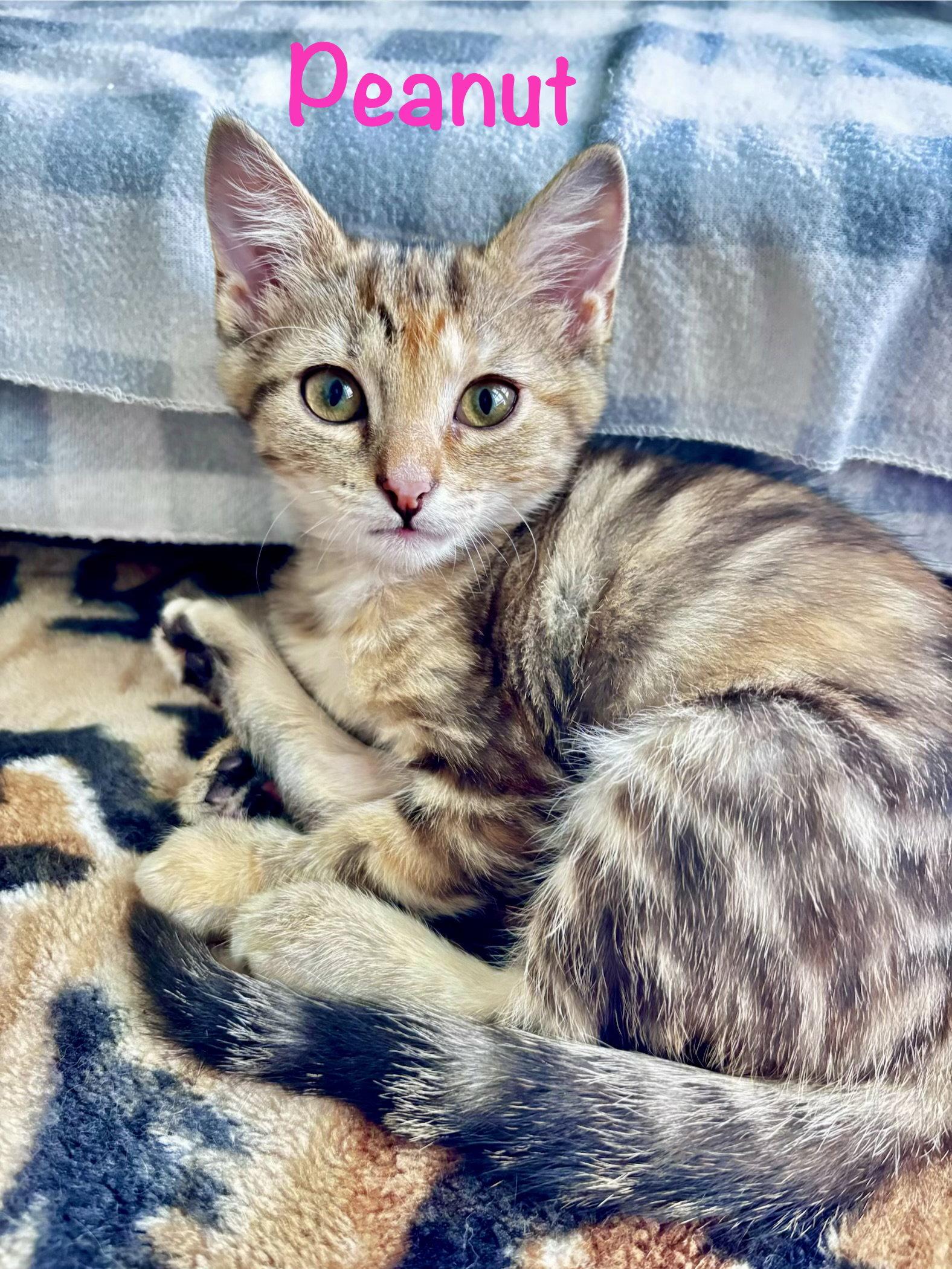 Peanut, Adoptable, Kitten Female Domestic Short Hair.