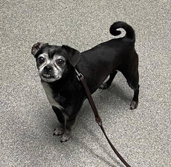 Enlarge Drew, a Adoptable mixed breed in Escondido, CA image 1/1