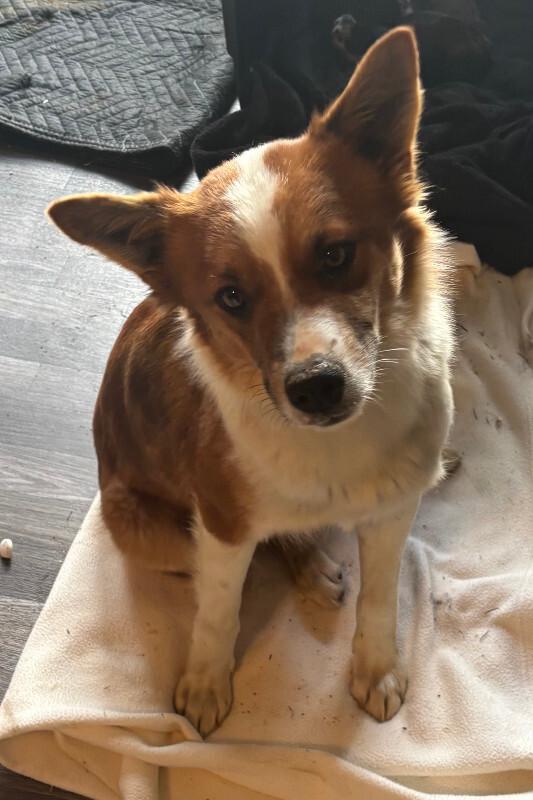 Draya, Adoptable, Adult Female Border Collie & Mixed Breed.