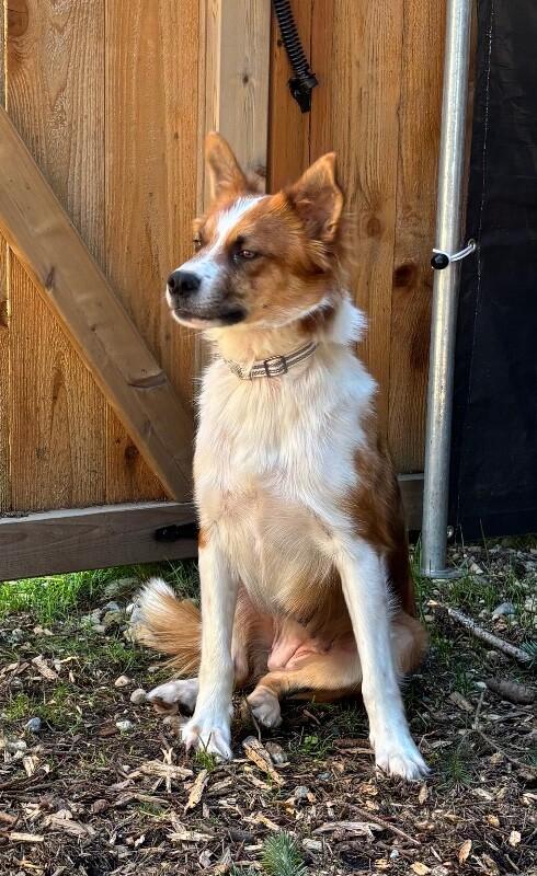 Enlarge Draya, a Adoptable mixed breed in renton, WA image 2/6