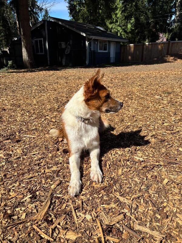 Enlarge Draya, a Adoptable mixed breed in renton, WA image 3/6