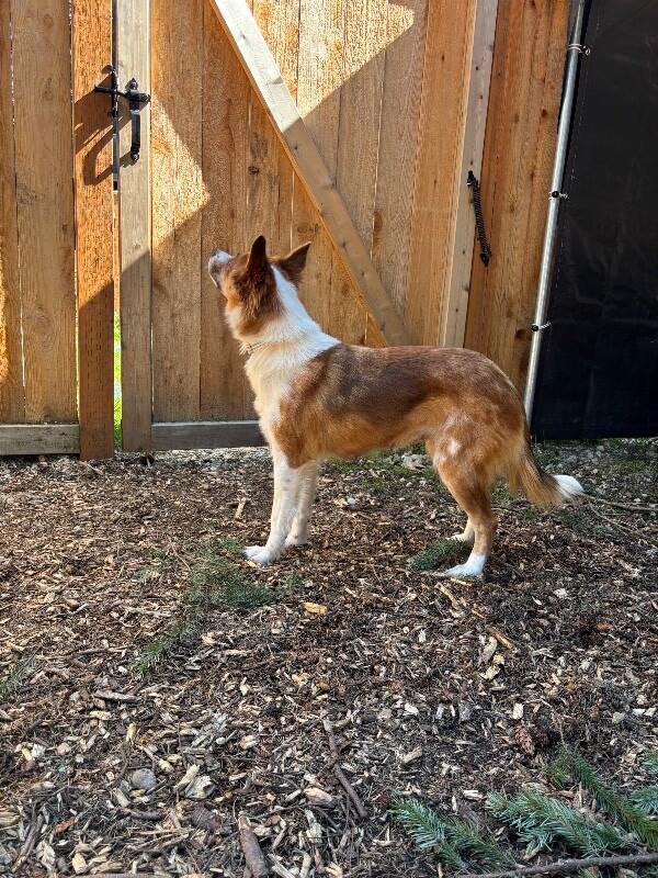 Enlarge Draya, a Adoptable mixed breed in renton, WA image 4/6