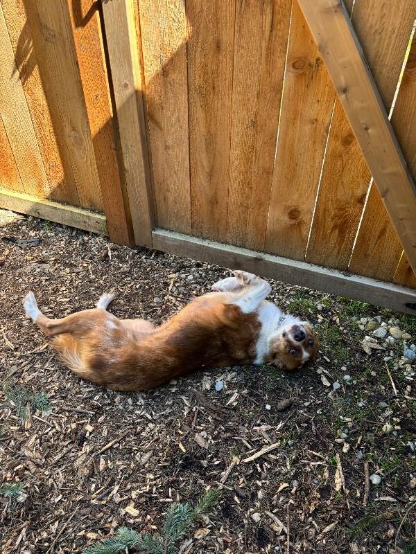 Enlarge Draya, a Adoptable mixed breed in renton, WA image 5/6