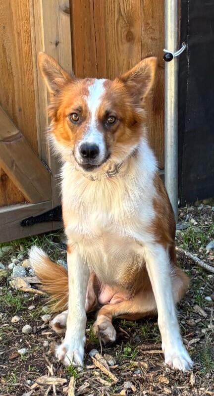 Enlarge Draya, a Adoptable mixed breed in renton, WA image 6/6