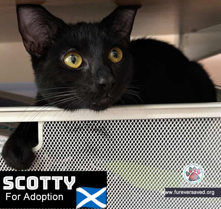 Enlarge Scotty, a ADOPTABLE Domestic Short Hair in Miami, FL image 4/5