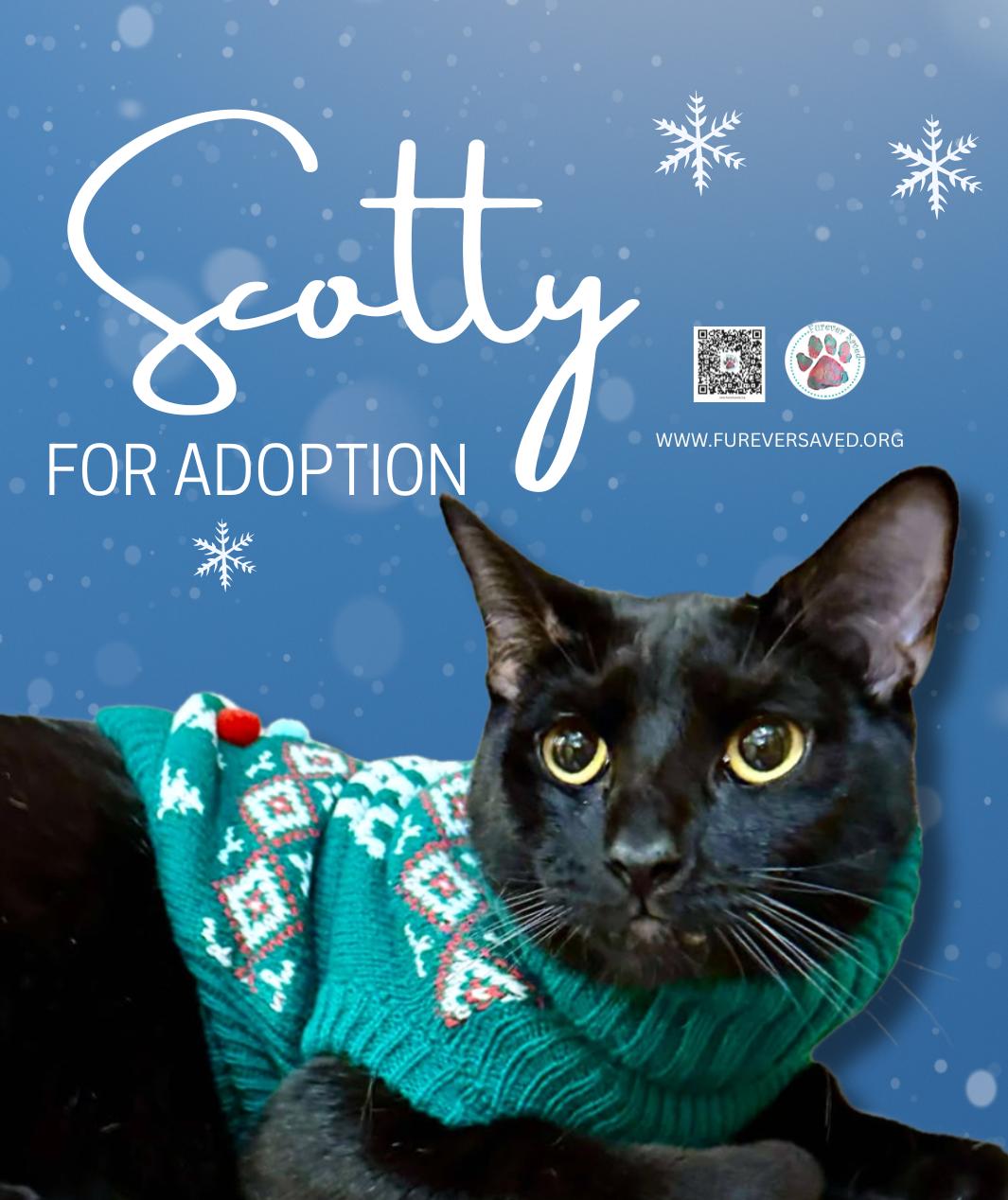 Scotty, ADOPTABLE, Young Male Domestic Short Hair.