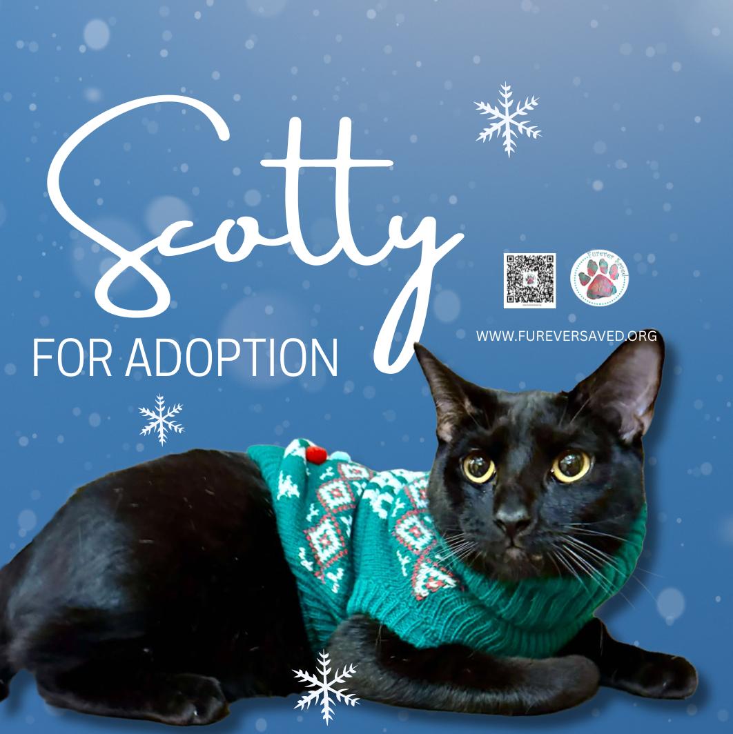 Enlarge Scotty, a ADOPTABLE Domestic Short Hair in Miami, FL image 3/5