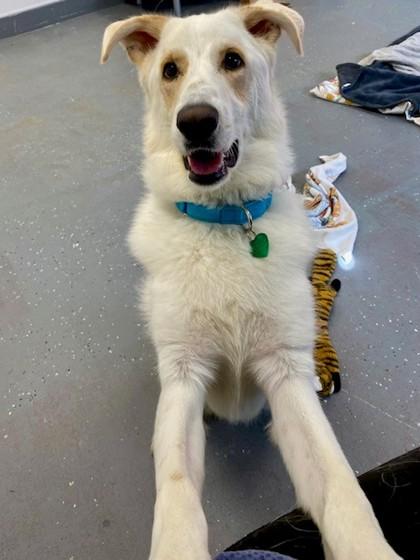 Apollo, a Adoptable Mixed Breed in Munster, IN image 1/3