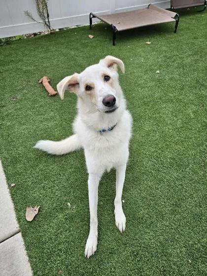 Apollo, a Adoptable Mixed Breed in Munster, IN image 2/3