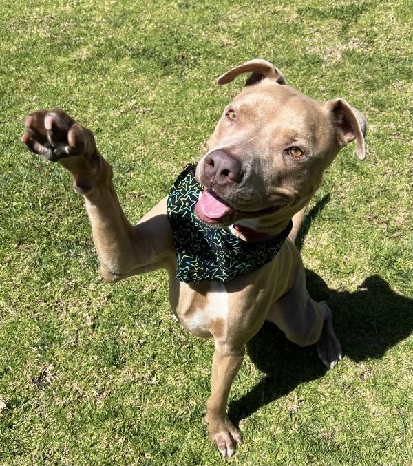 Bruce, Adoptable, Adult Male Pit Bull Terrier.