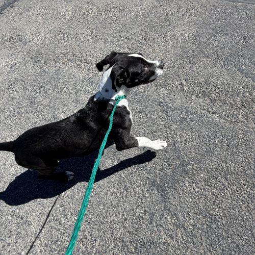 Enlarge Moe, a Adoptable mixed breed in Grand Junction, CO image 1/3