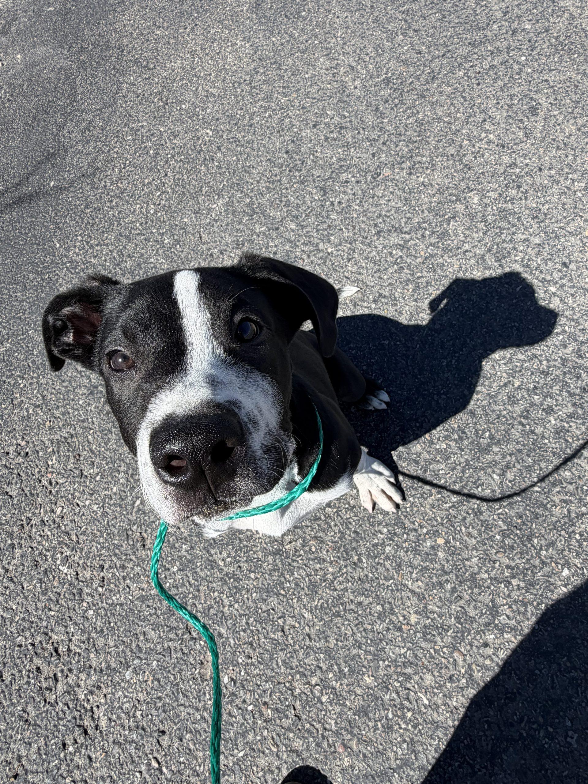 Enlarge Moe, a Adoptable mixed breed in Grand Junction, CO image 2/3