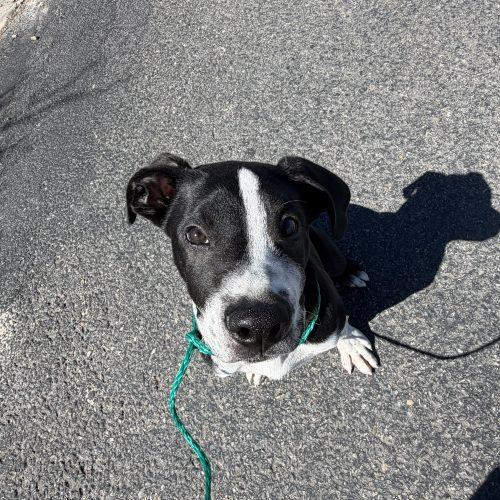 Enlarge Moe, a Adoptable mixed breed in Grand Junction, CO image 3/3