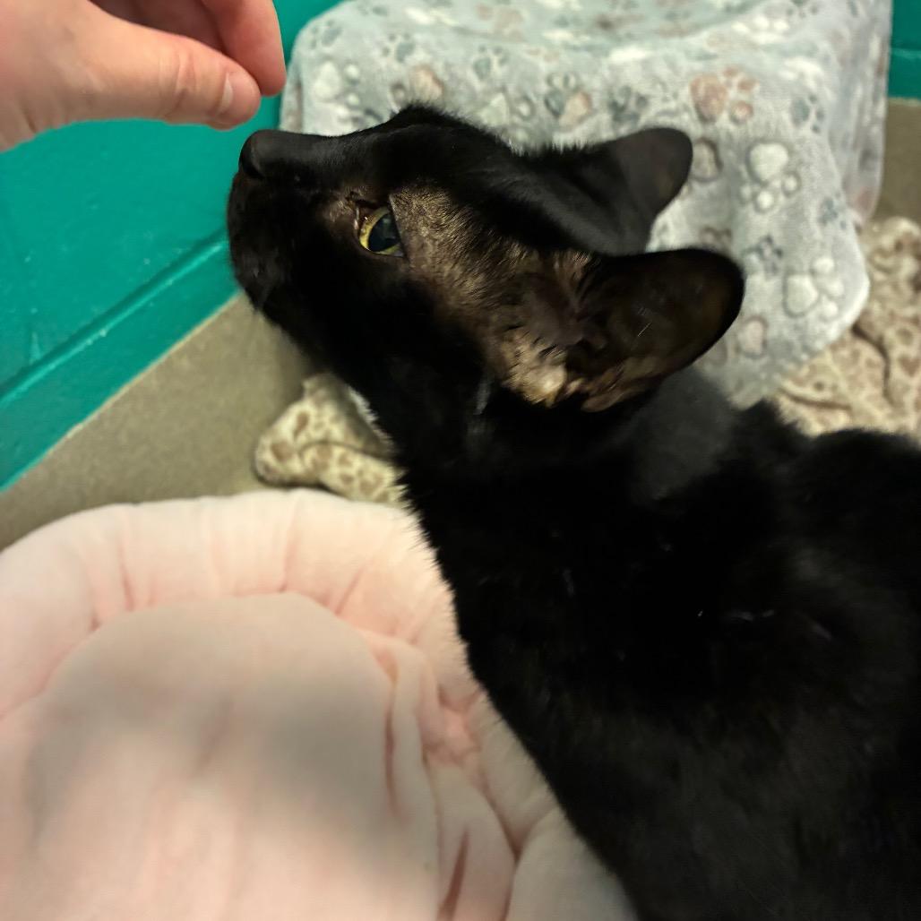 Enlarge Bubba, a Adoptable Domestic Short Hair in Fredericksburg, VA image 2/5