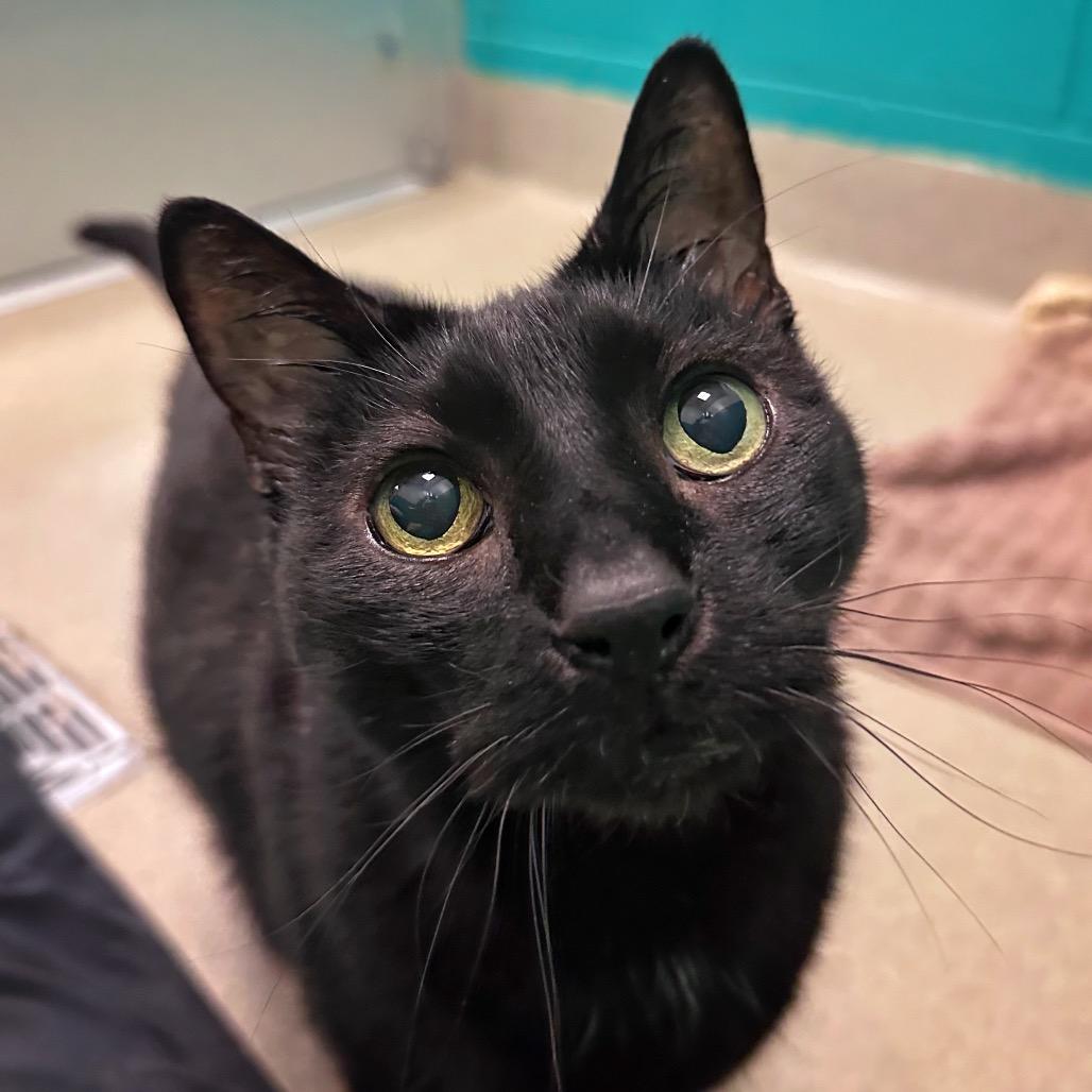 Enlarge Bubba, a Adoptable Domestic Short Hair in Fredericksburg, VA image 3/5