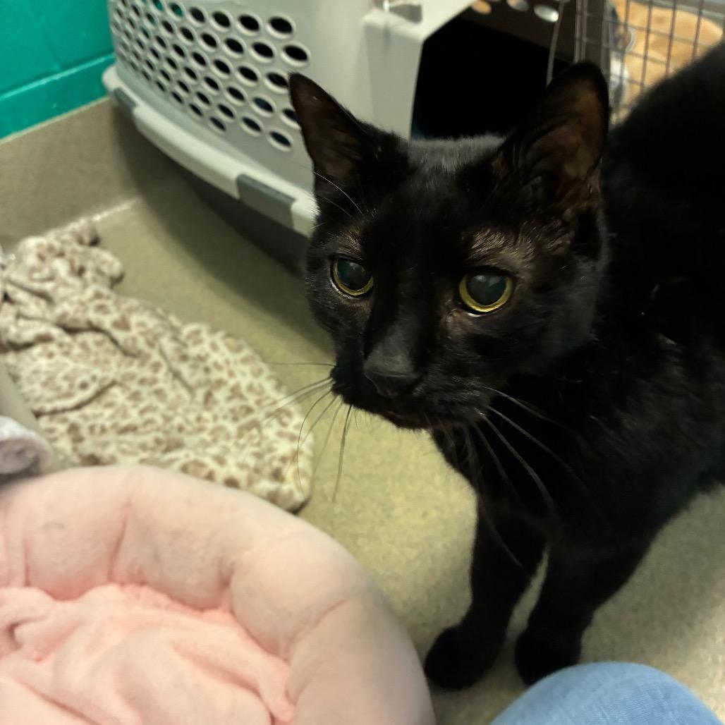 Enlarge Bubba, a Adoptable Domestic Short Hair in Fredericksburg, VA image 4/5