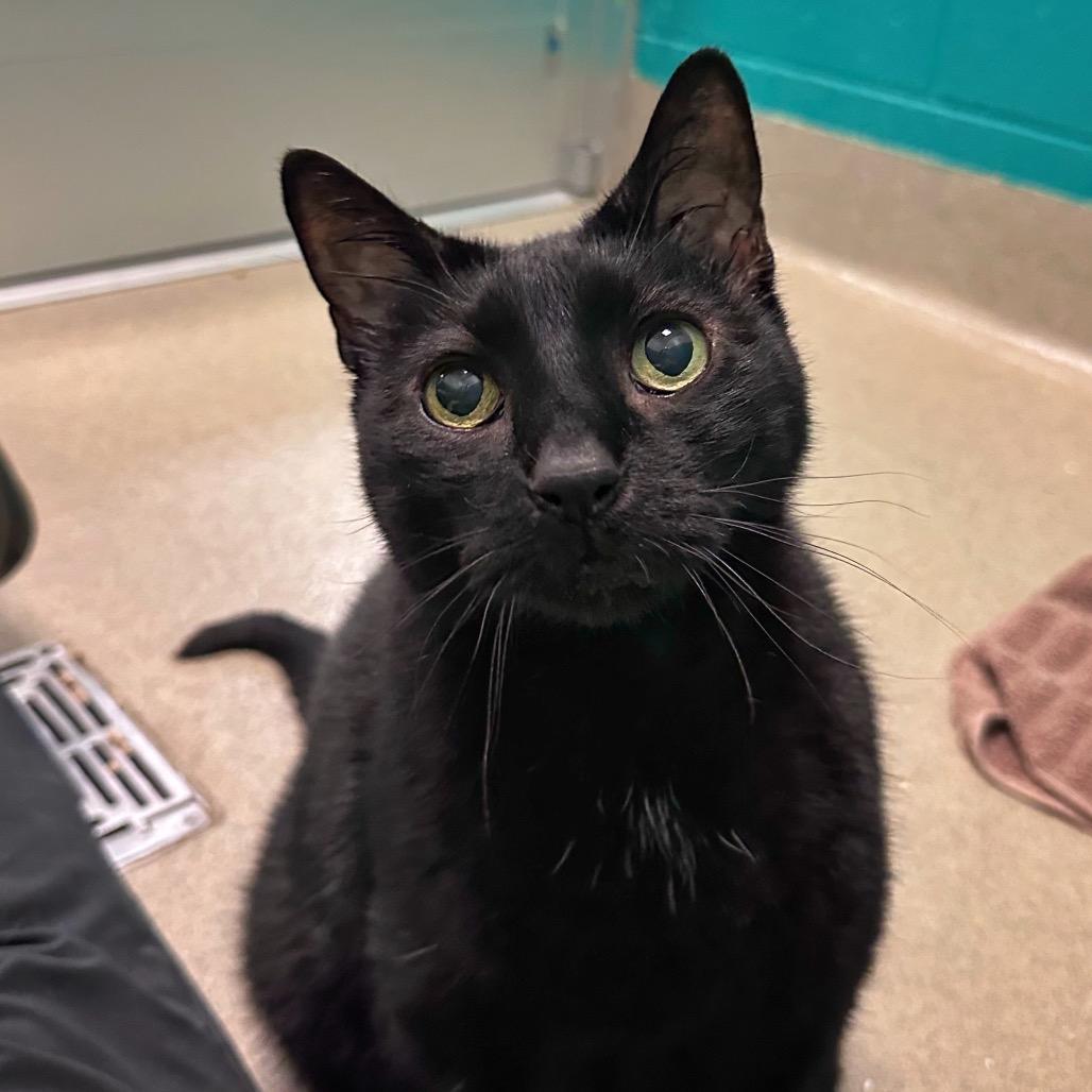 Enlarge Bubba, a Adoptable Domestic Short Hair in Fredericksburg, VA image 5/5