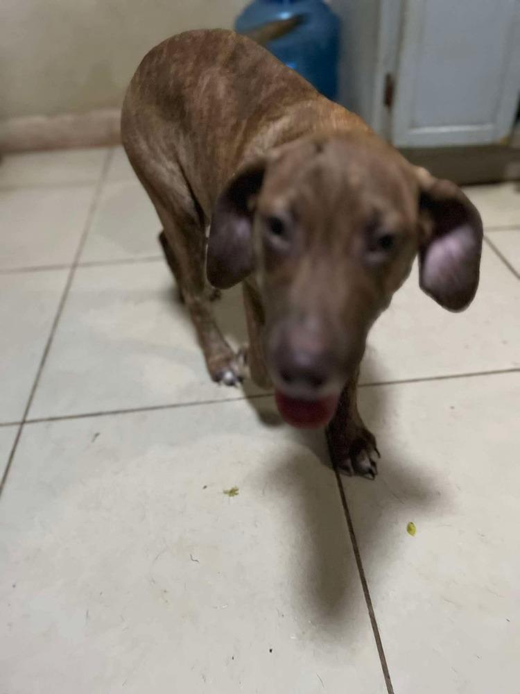 Simon, Adoptable, Puppy Male Vizsla & Dutch Shepherd.