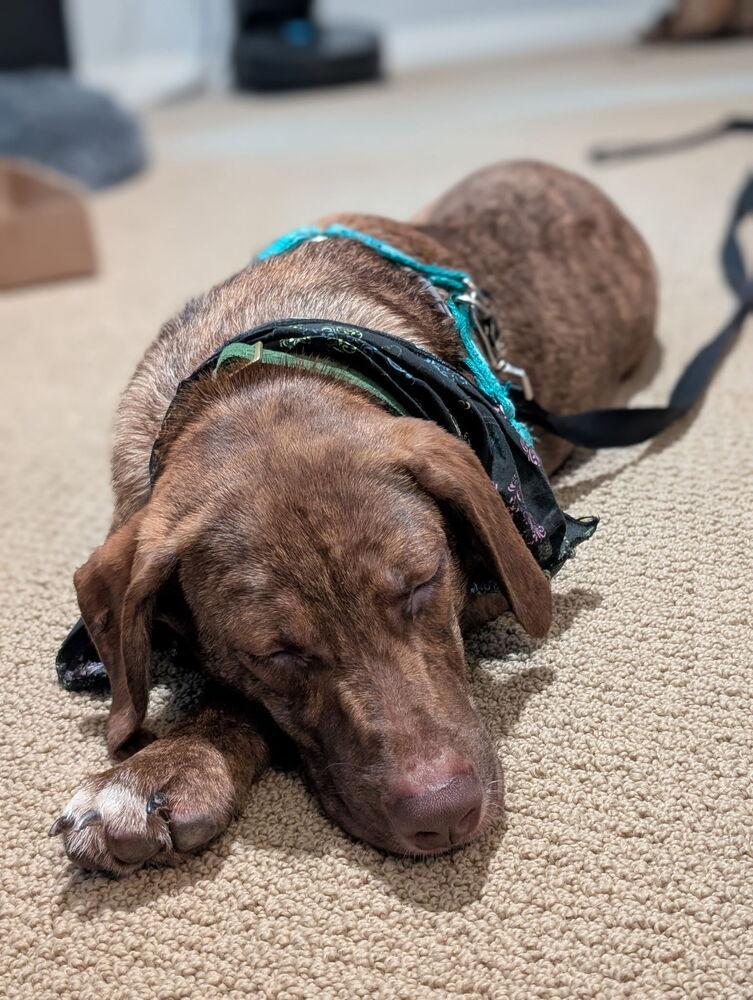 Enlarge Simon, a Adoptable mixed breed in Escondido, CA image 3/5