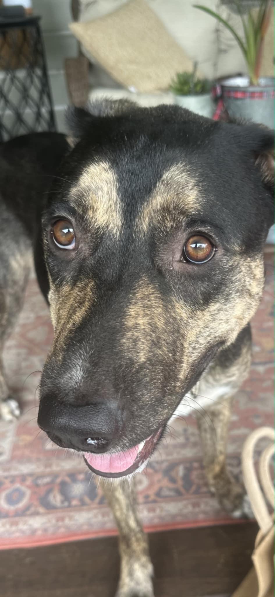 Enlarge Sasha the Shepherd Mix , a ADOPTABLE mixed breed in Muskego, WI image 6/6