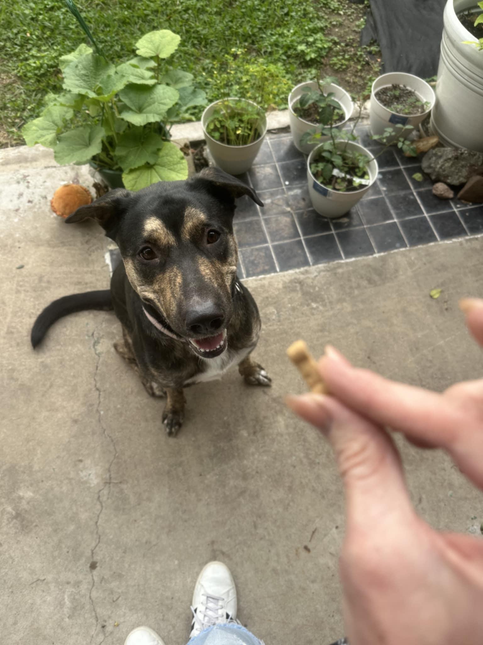 Enlarge Sasha the Shepherd Mix , a ADOPTABLE mixed breed in Muskego, WI image 3/6