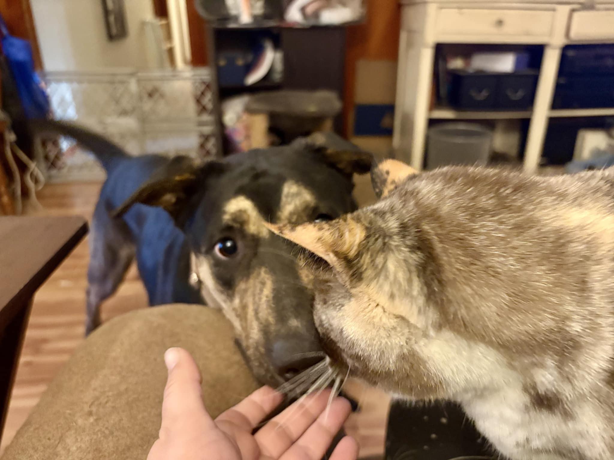 Enlarge Sasha the Shepherd Mix , a ADOPTABLE mixed breed in Muskego, WI image 4/6