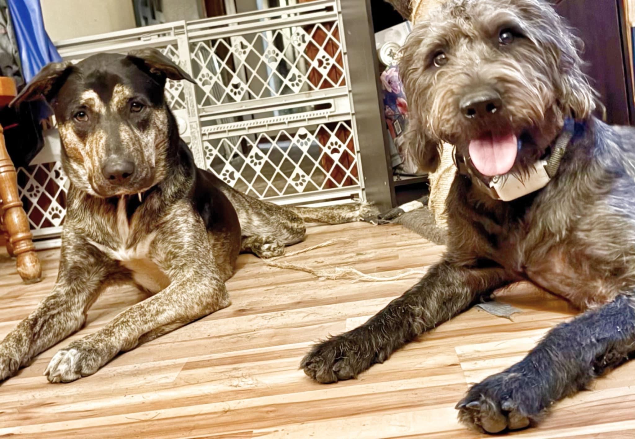 Enlarge Sasha the Shepherd Mix , a ADOPTABLE mixed breed in Muskego, WI image 2/6