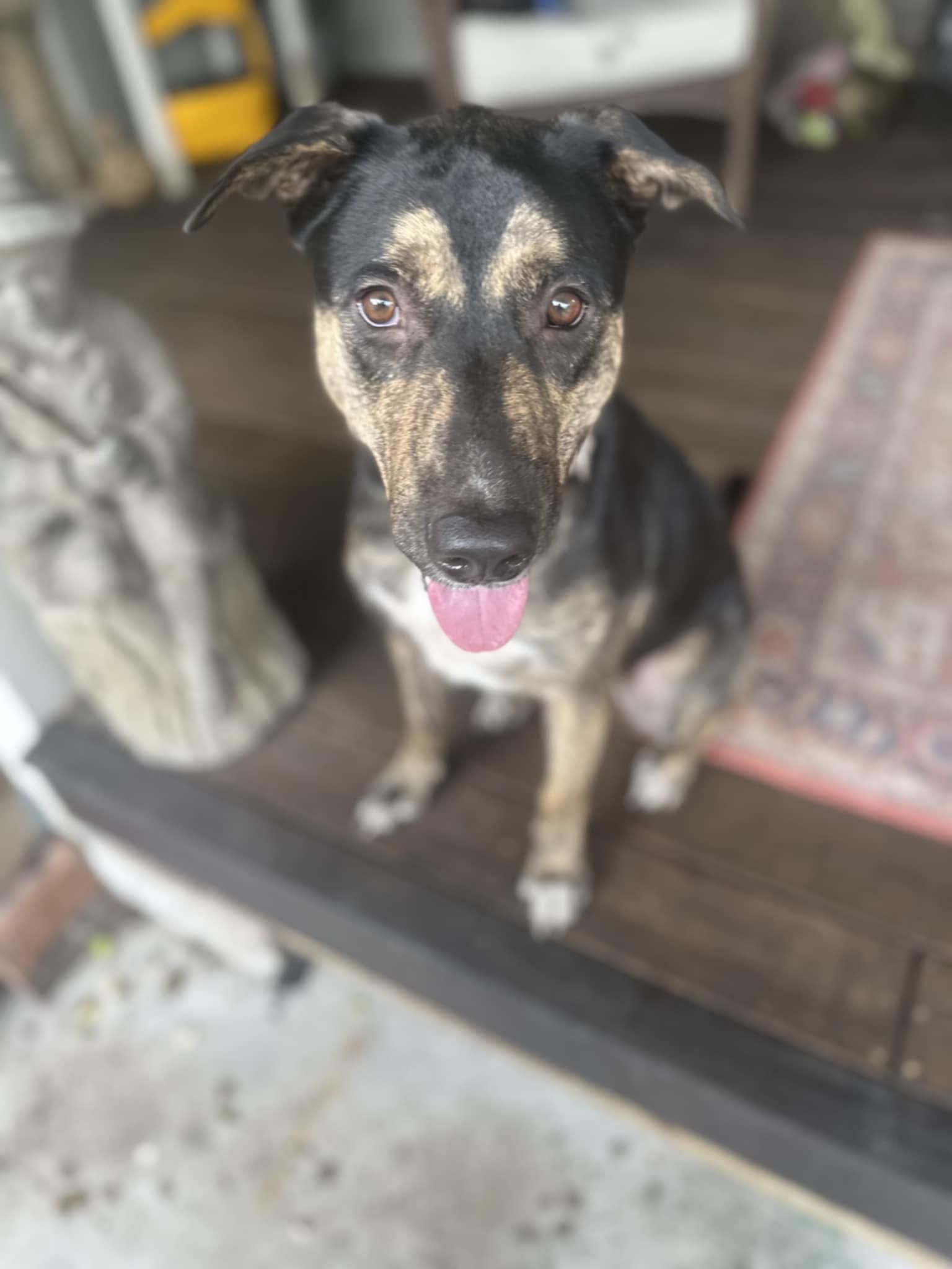 Enlarge Sasha the Shepherd Mix , a ADOPTABLE mixed breed in Muskego, WI image 5/6