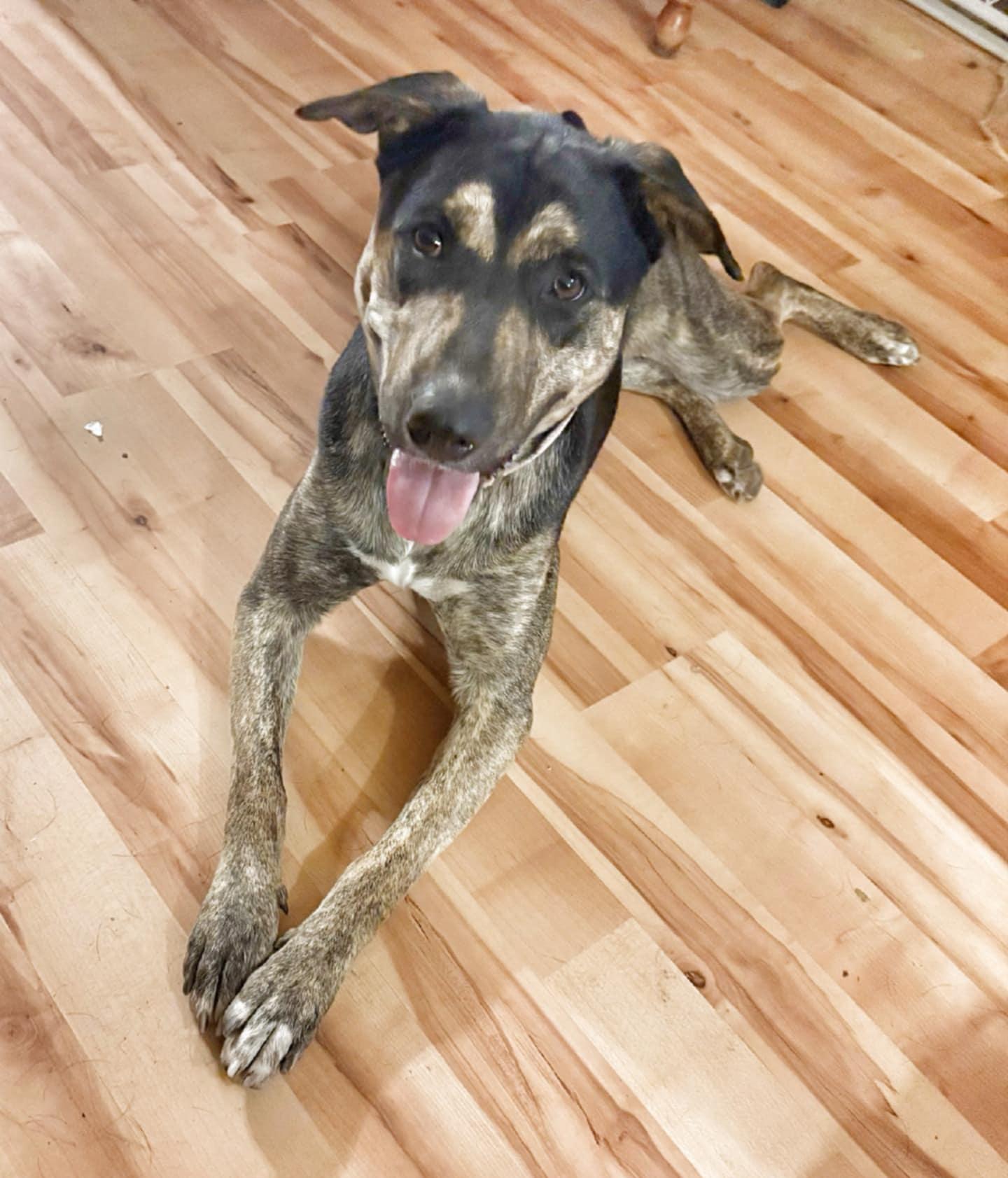 Enlarge Sasha the Shepherd Mix , a ADOPTABLE mixed breed in Muskego, WI image 1/6