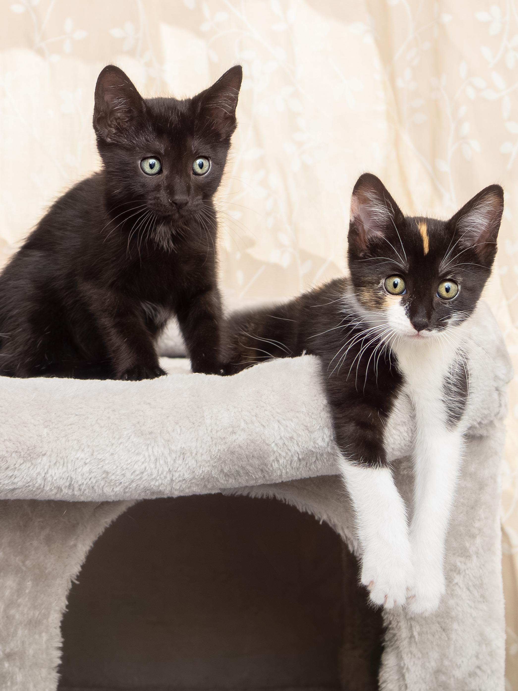 Sprite and Derecho, Baby Female unknown