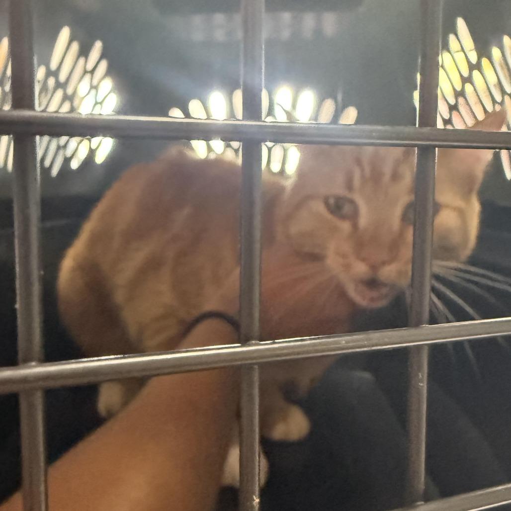 Nugget, Adoptable, Adult Male Domestic Short Hair.