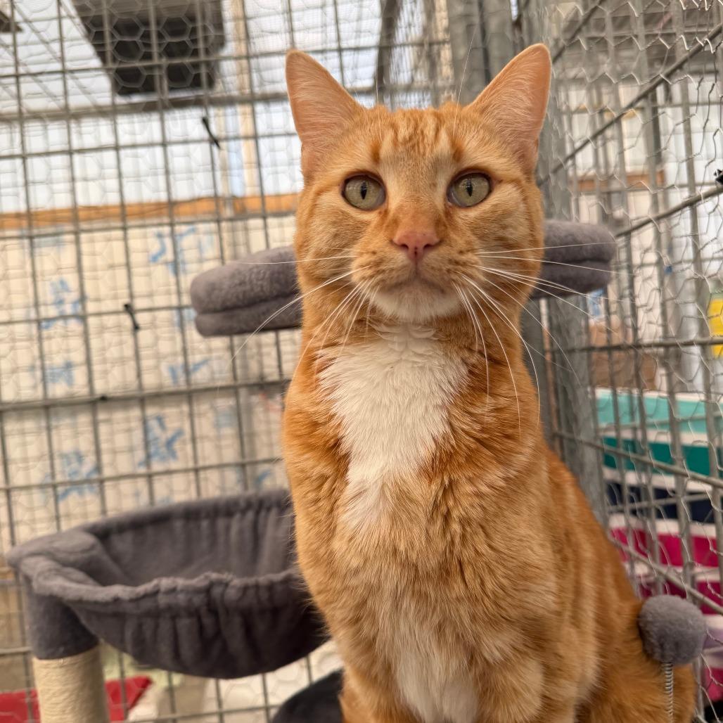 Enlarge Nugget, a Adoptable Domestic Short Hair in Taos, NM image 2/2