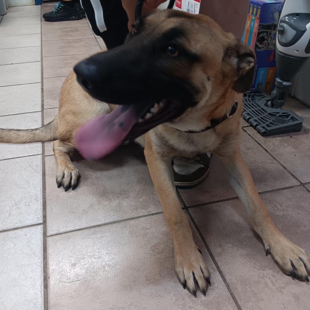 The Brain, Adoptable, Young Male Belgian Shepherd / Malinois & Mixed Breed.