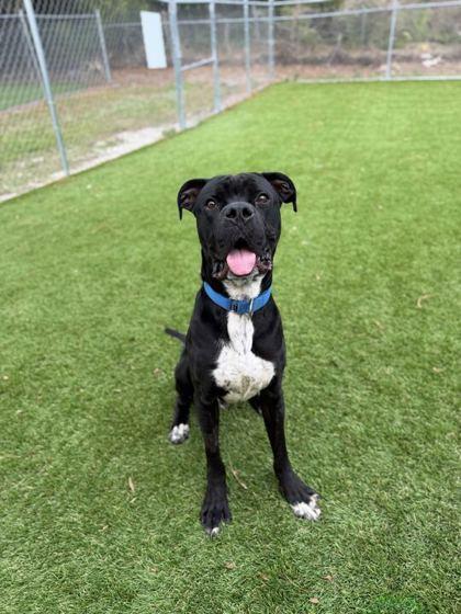 Krispy Kreme - 2, Adoptable, Young Male Mixed Breed & Mixed Breed.