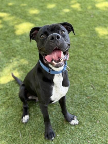 Krispy Kreme - 3, Adoptable, Young Male Mixed Breed & Mixed Breed.