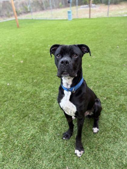 Krispy Kreme - 2, a Adoptable mixed breed in Daytona Beach, FL image 2/3