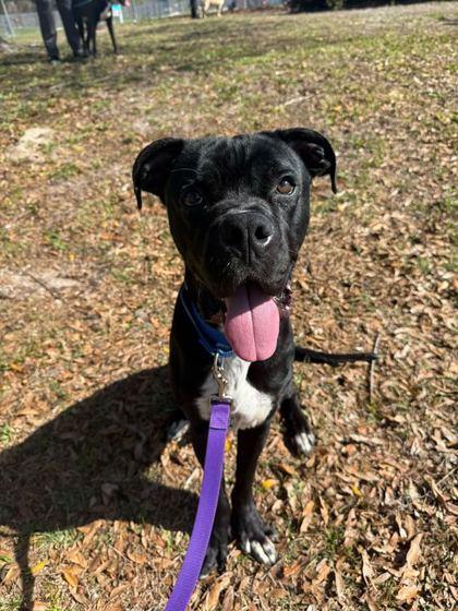 Krispy Kreme - 3, a Adoptable mixed breed in Daytona Beach, FL image 1/3