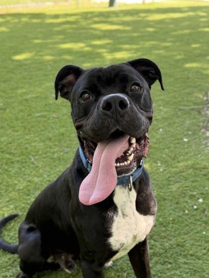 Krispy Kreme - 3, a Adoptable mixed breed in Daytona Beach, FL image 2/3