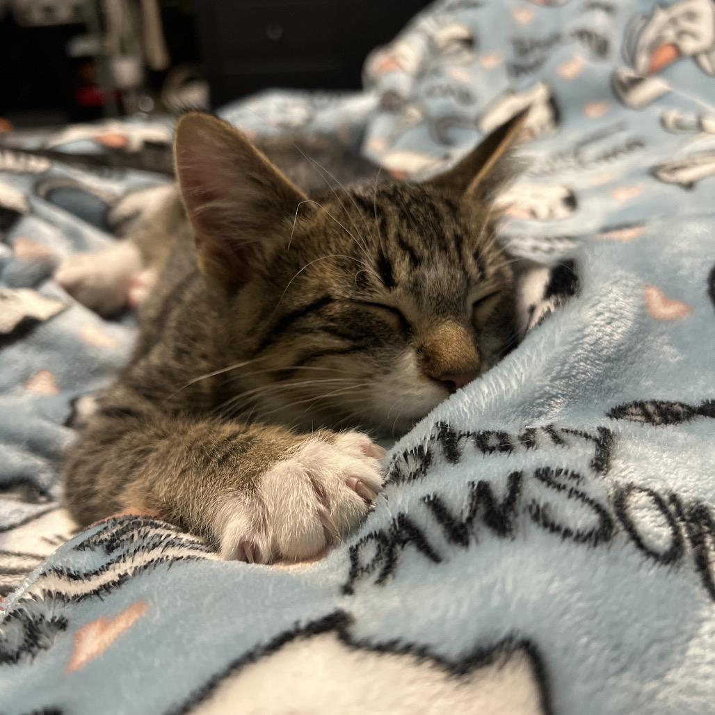 Enlarge Steve, a Adoptable Domestic Short Hair in Glenwood, MN image 1/3