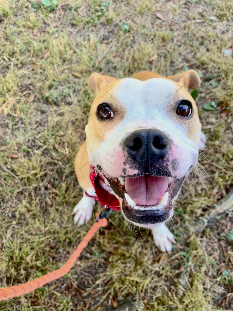 Scuba, Adoptable, Adult Female Mixed Breed.