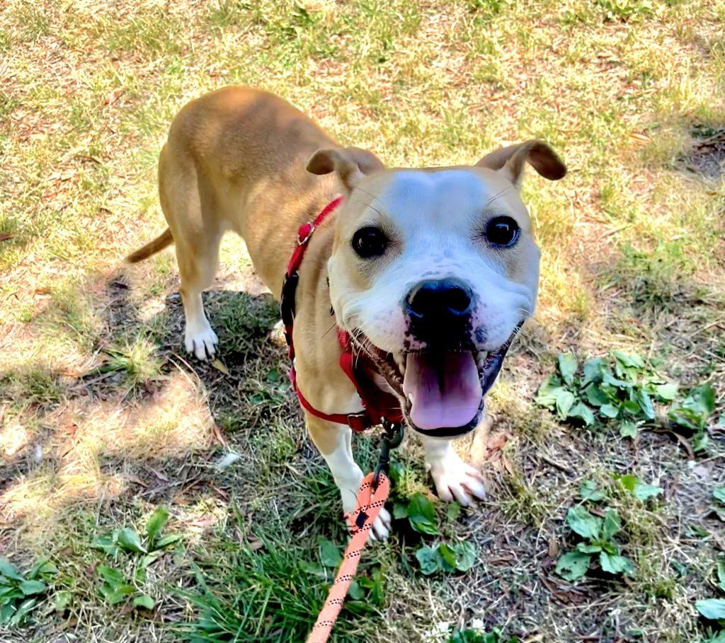 Scuba, a Adoptable Mixed Breed in Durham, NC image 2/3