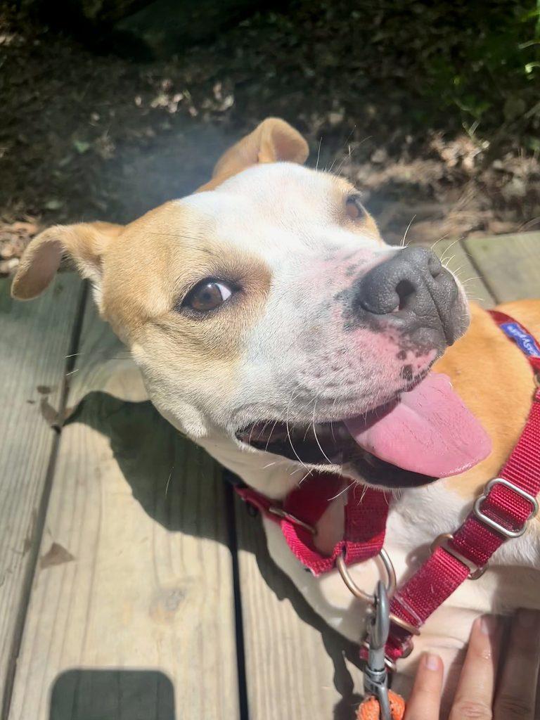 Scuba, a Adoptable Mixed Breed in Durham, NC image 3/3