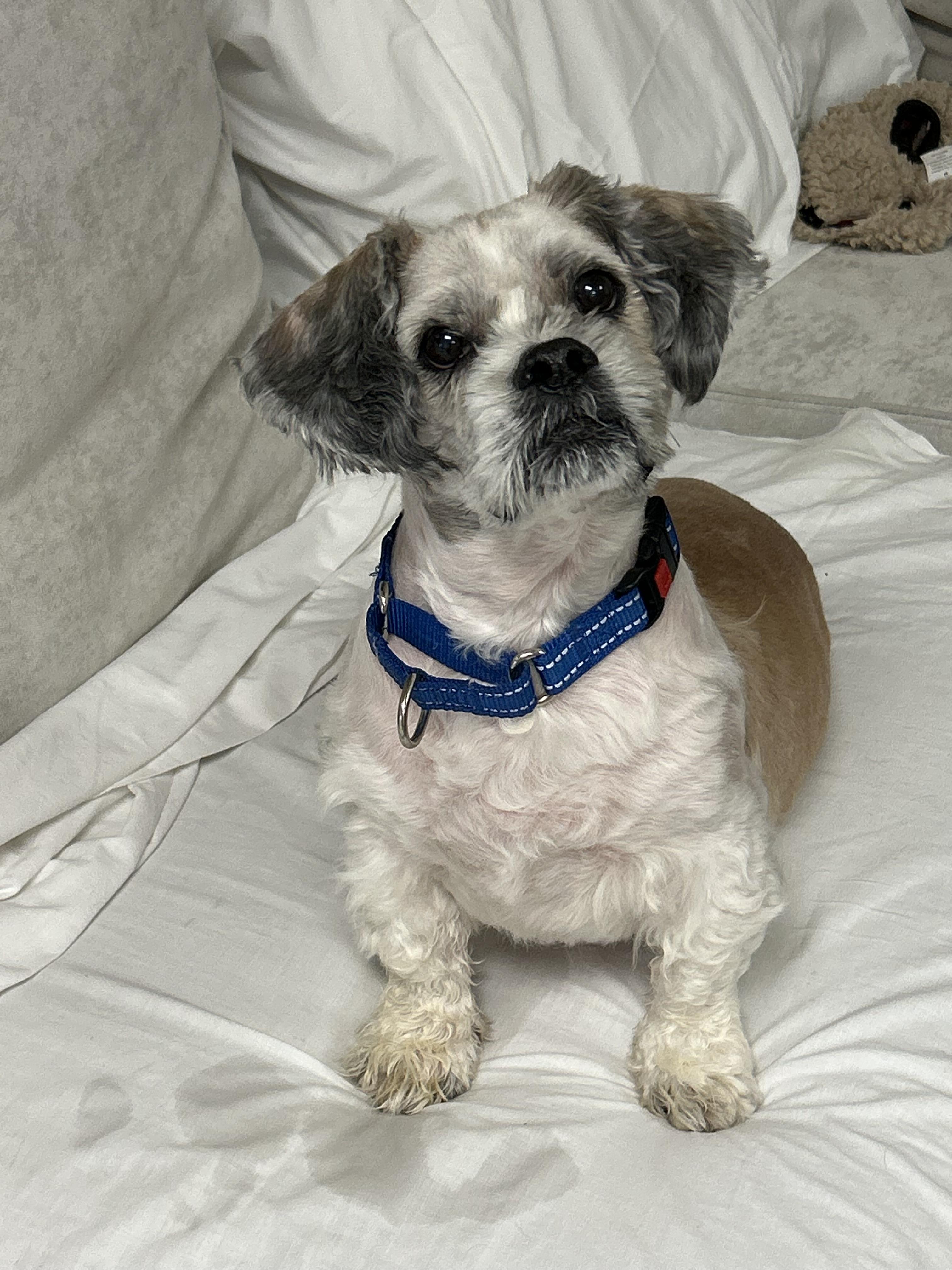 Paws, a ADOPTABLE mixed breed in Sudbury, MA image 2/3