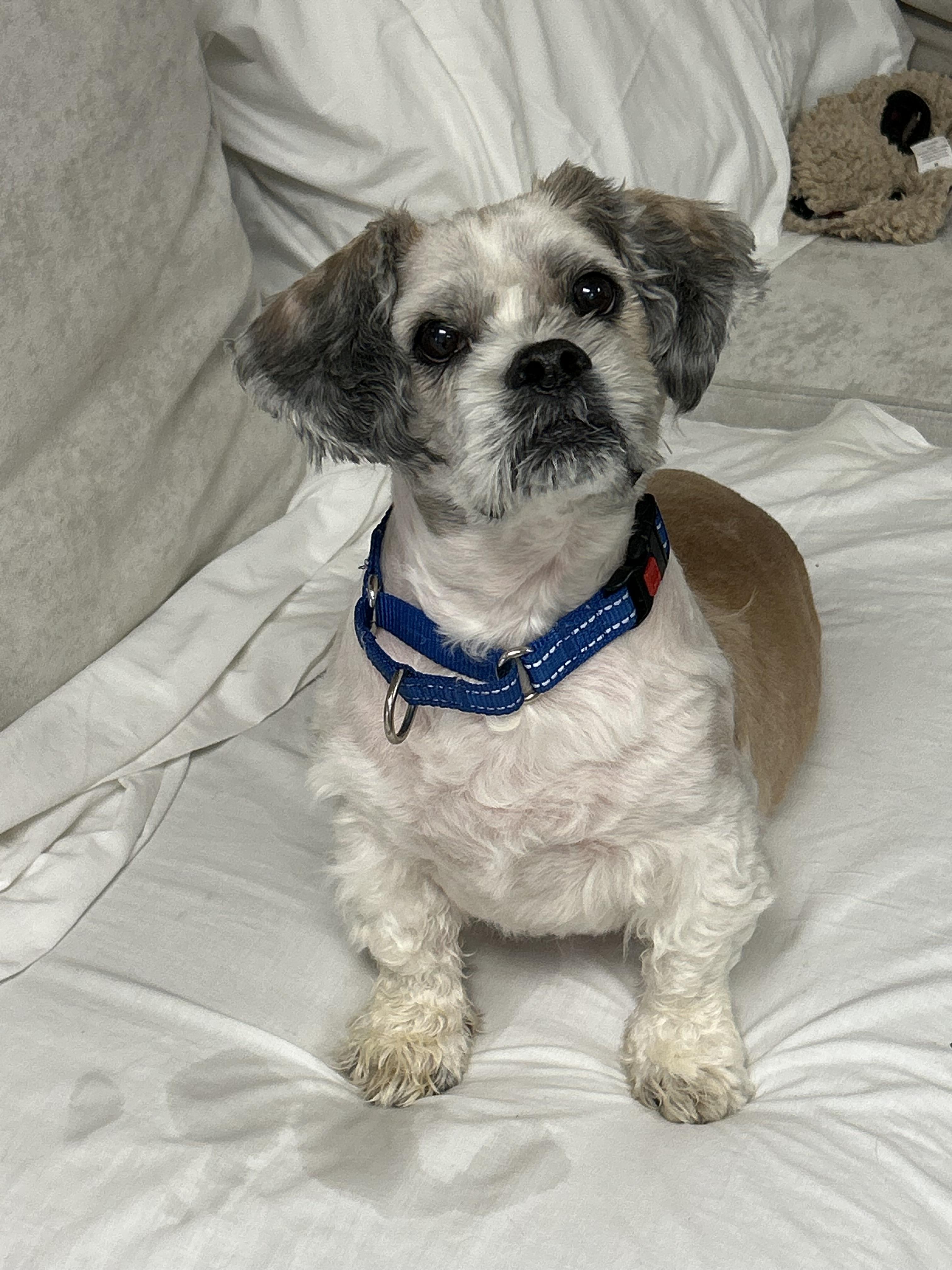Paws, a ADOPTABLE mixed breed in Sudbury, MA image 3/3