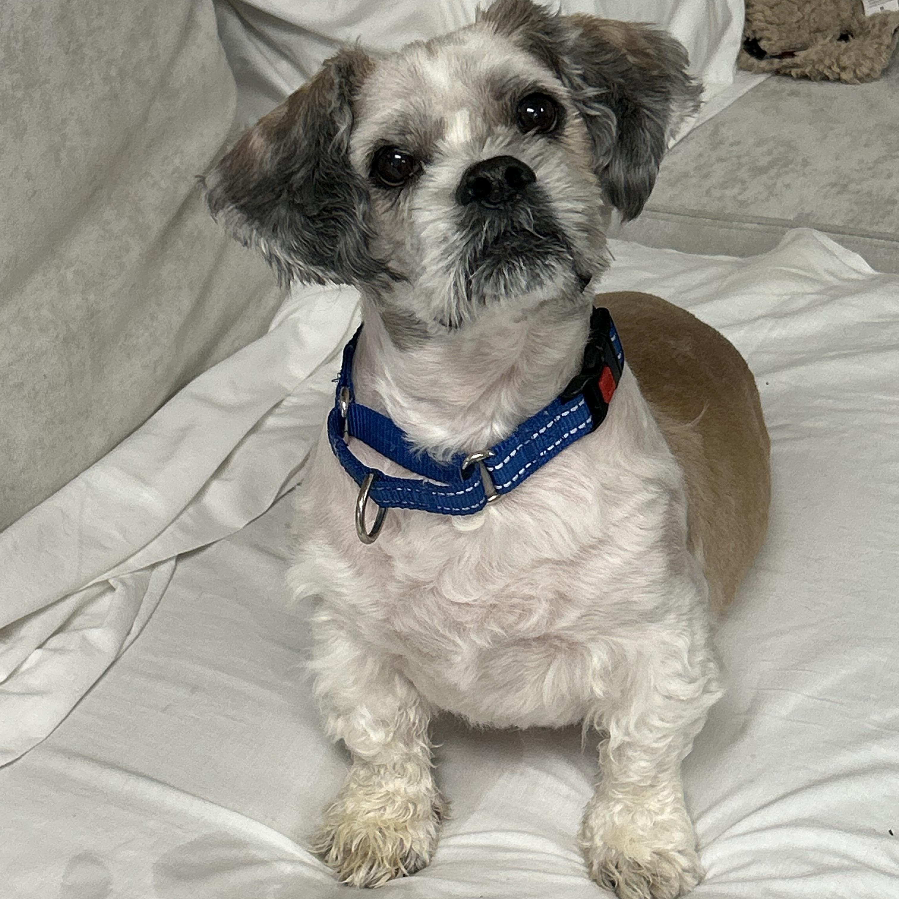 Paws, ADOPTABLE, Senior Male Lhasa Apso.