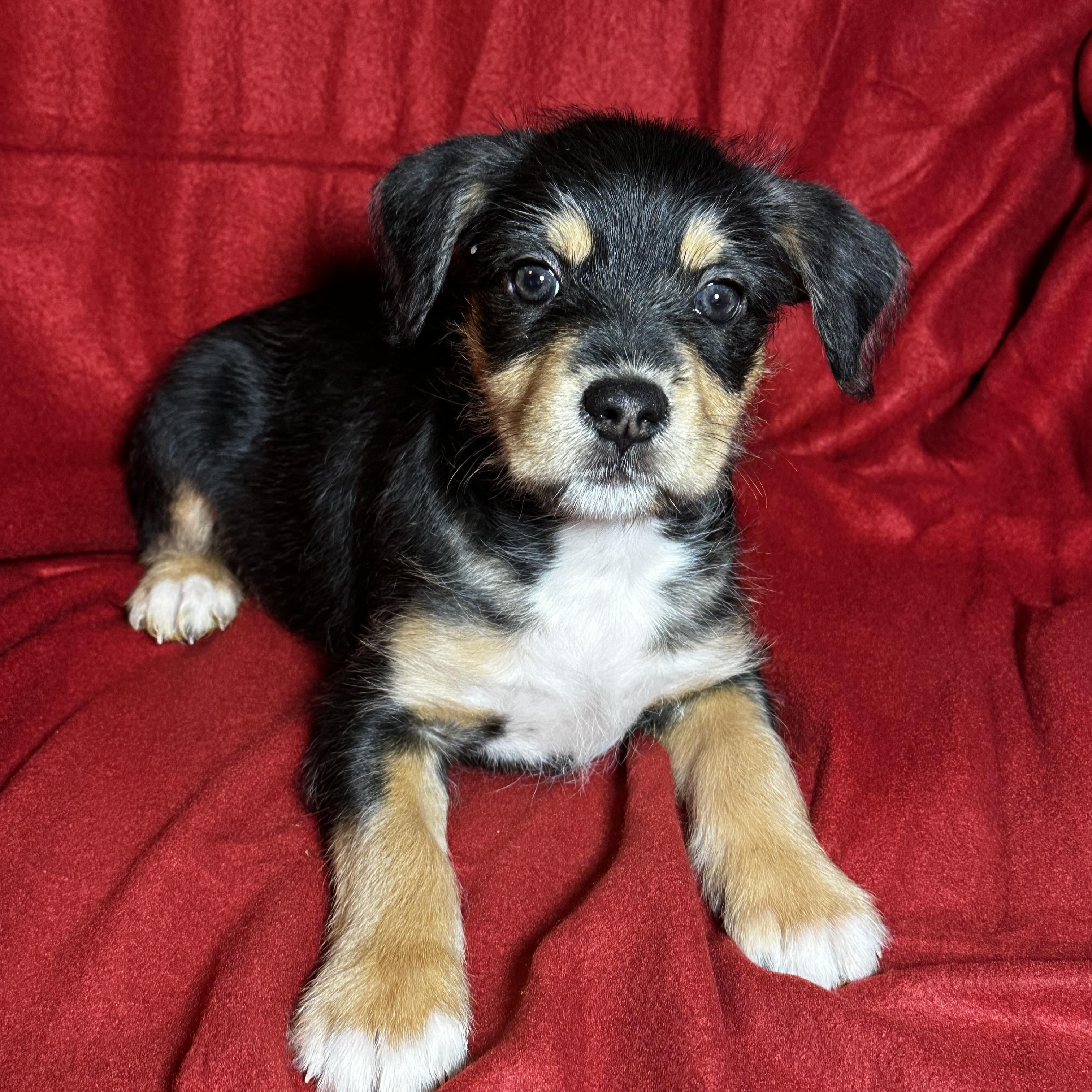 Enlarge Molly, a Adoptable mixed breed in High Ridge, MO image 3/3