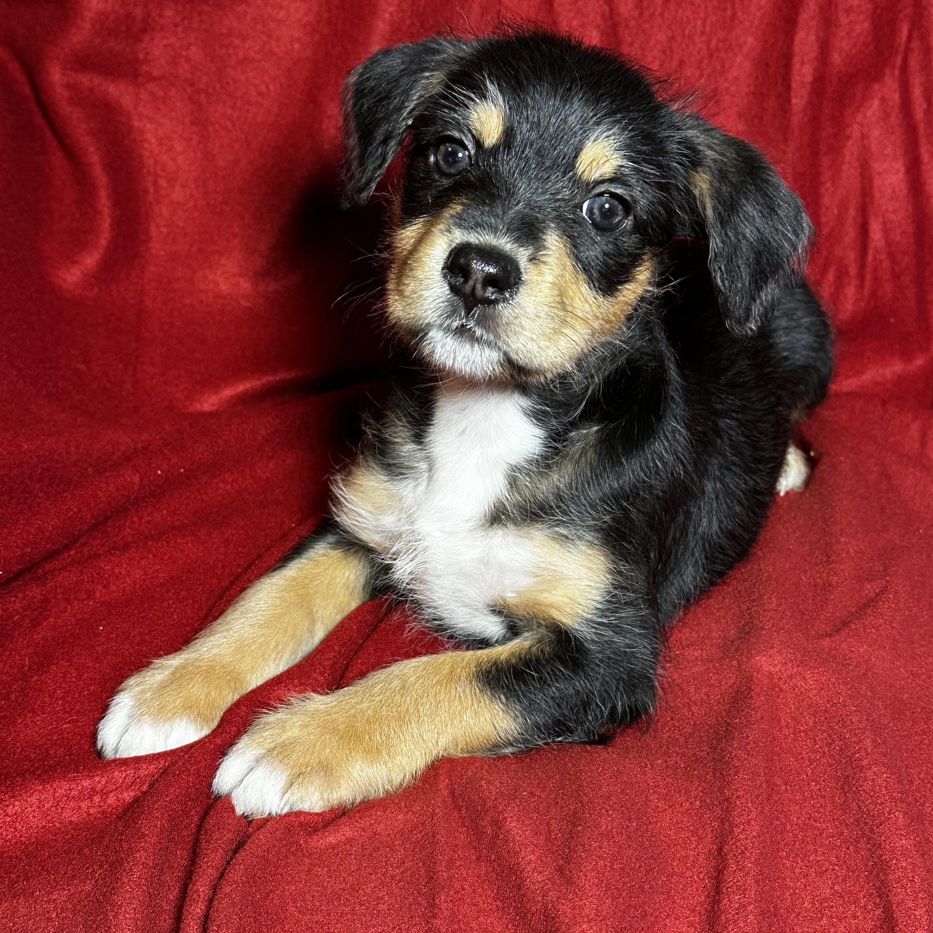 Enlarge Molly, a Adoptable mixed breed in High Ridge, MO image 2/3