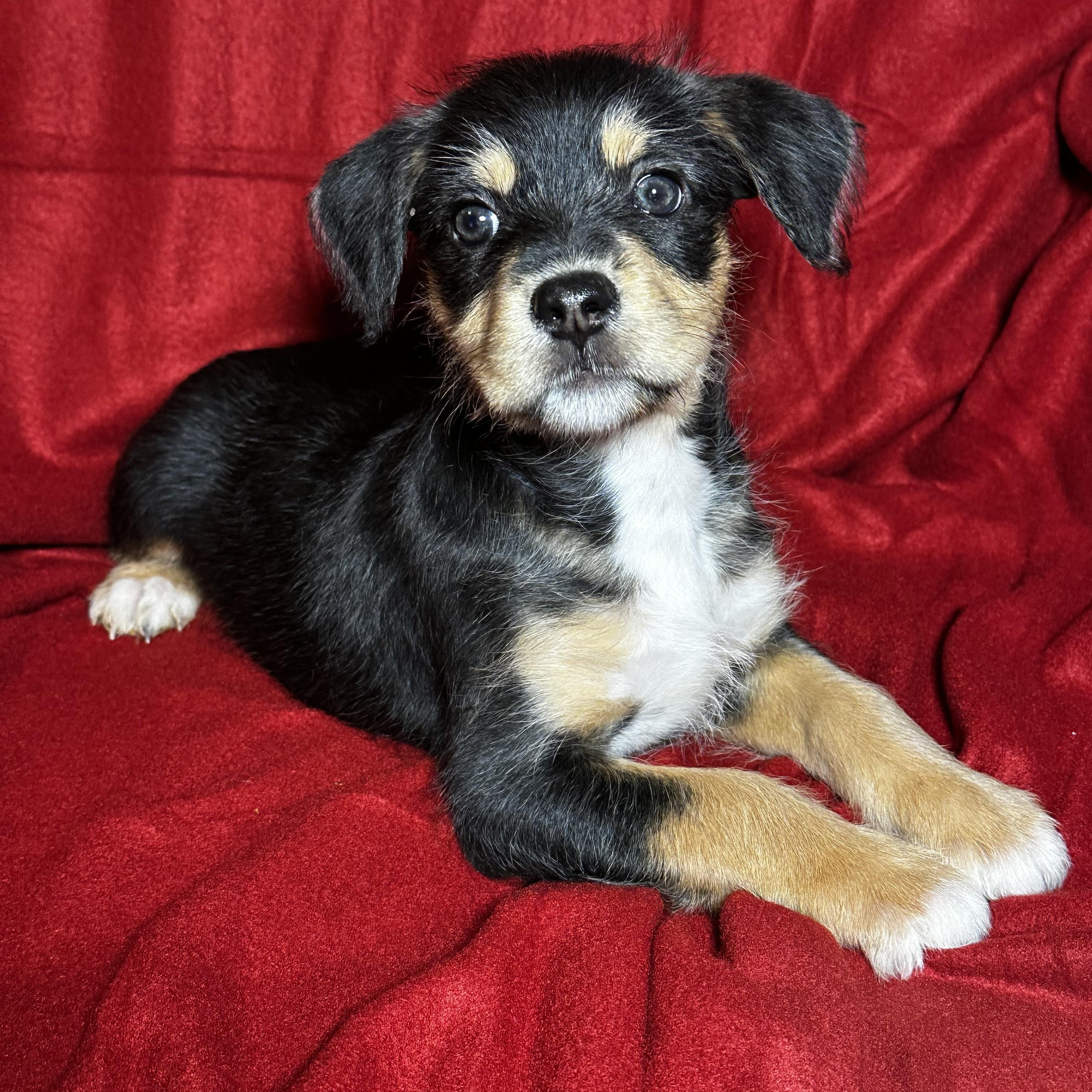 Enlarge Molly, a Adoptable mixed breed in High Ridge, MO image 1/3