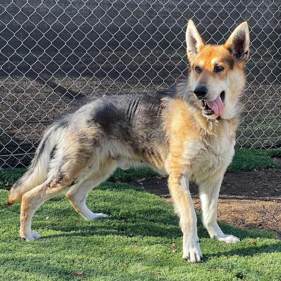 Jake, Adoptable, Adult Male German Shepherd Dog.
